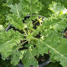 Grünkohl