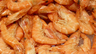 Wichtige Omega 3-Fettsäuren in Krustentieren