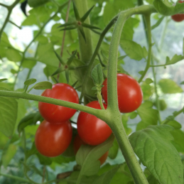 Tomaten